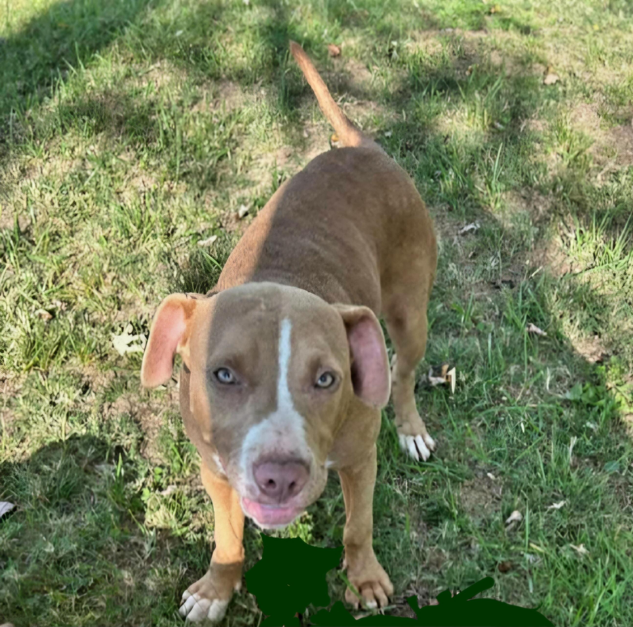 Enlarge POLLY, a ADOPTABLE mixed breed in Jackson, TN image 2/6