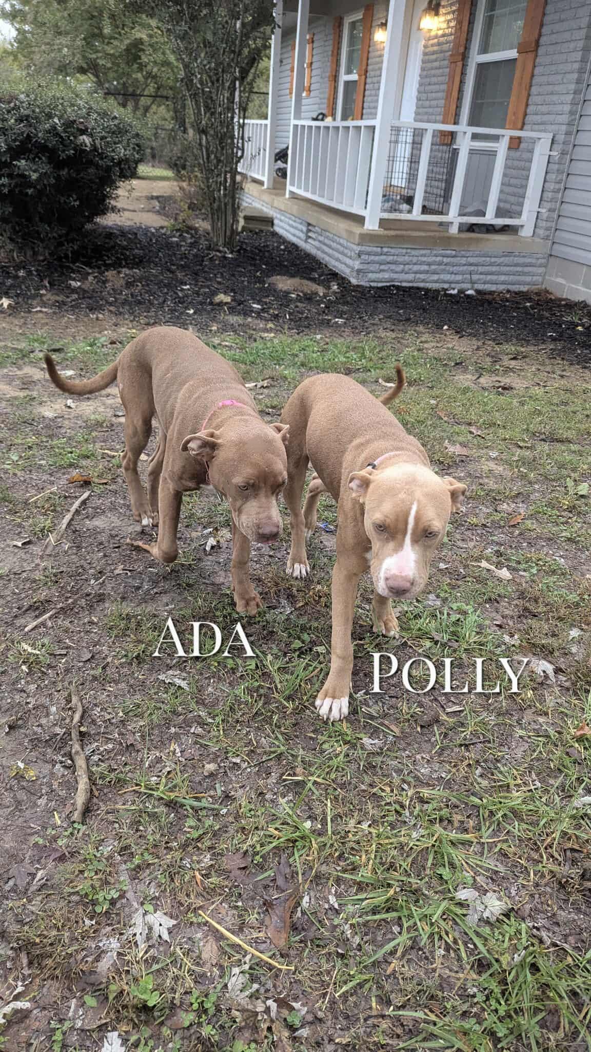 Enlarge POLLY, a ADOPTABLE mixed breed in Jackson, TN image 4/6