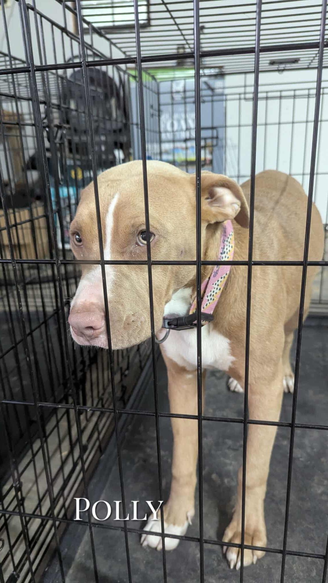 Enlarge POLLY, a ADOPTABLE mixed breed in Jackson, TN image 5/6