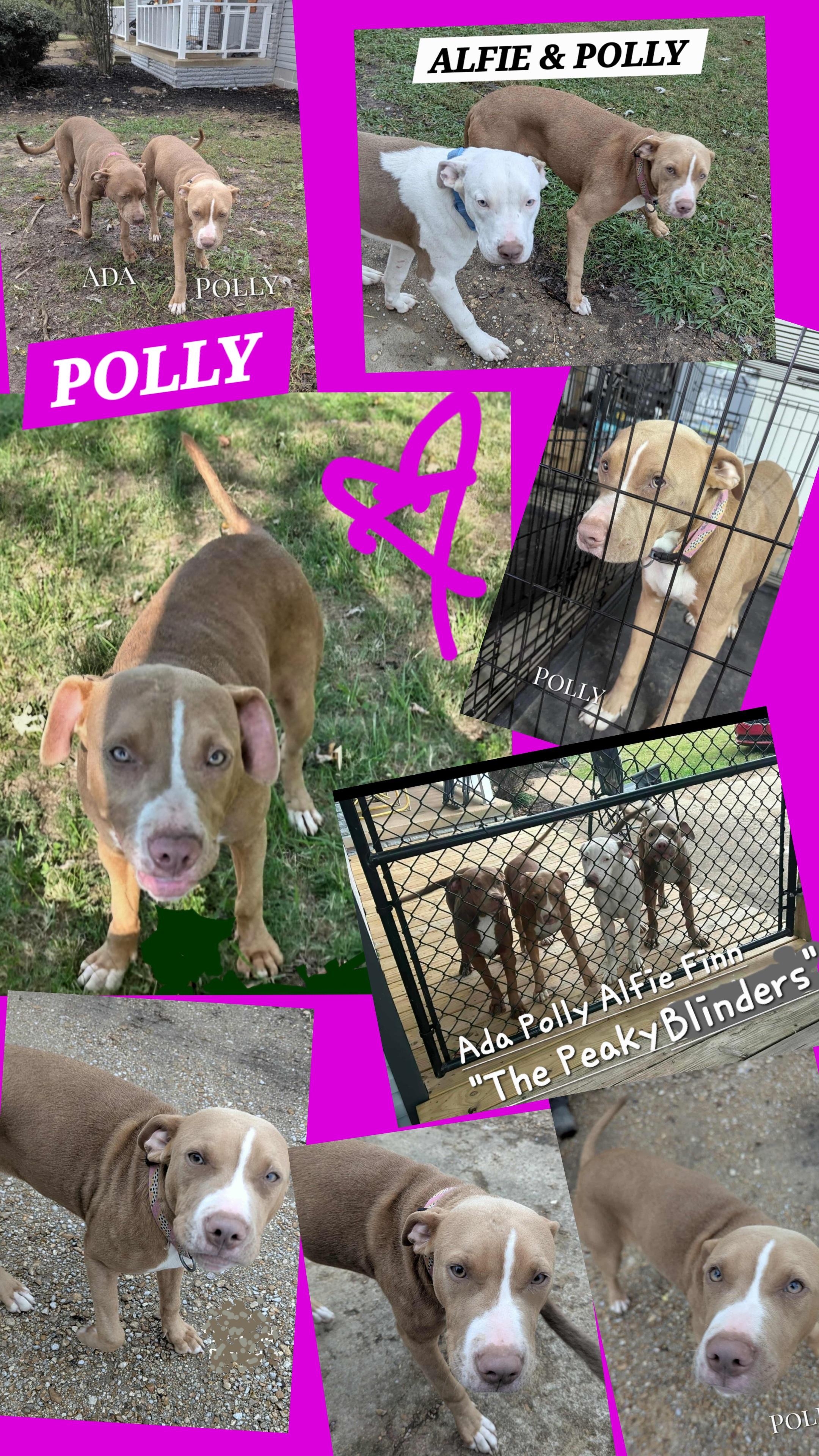 Enlarge POLLY, a ADOPTABLE mixed breed in Jackson, TN image 1/6
