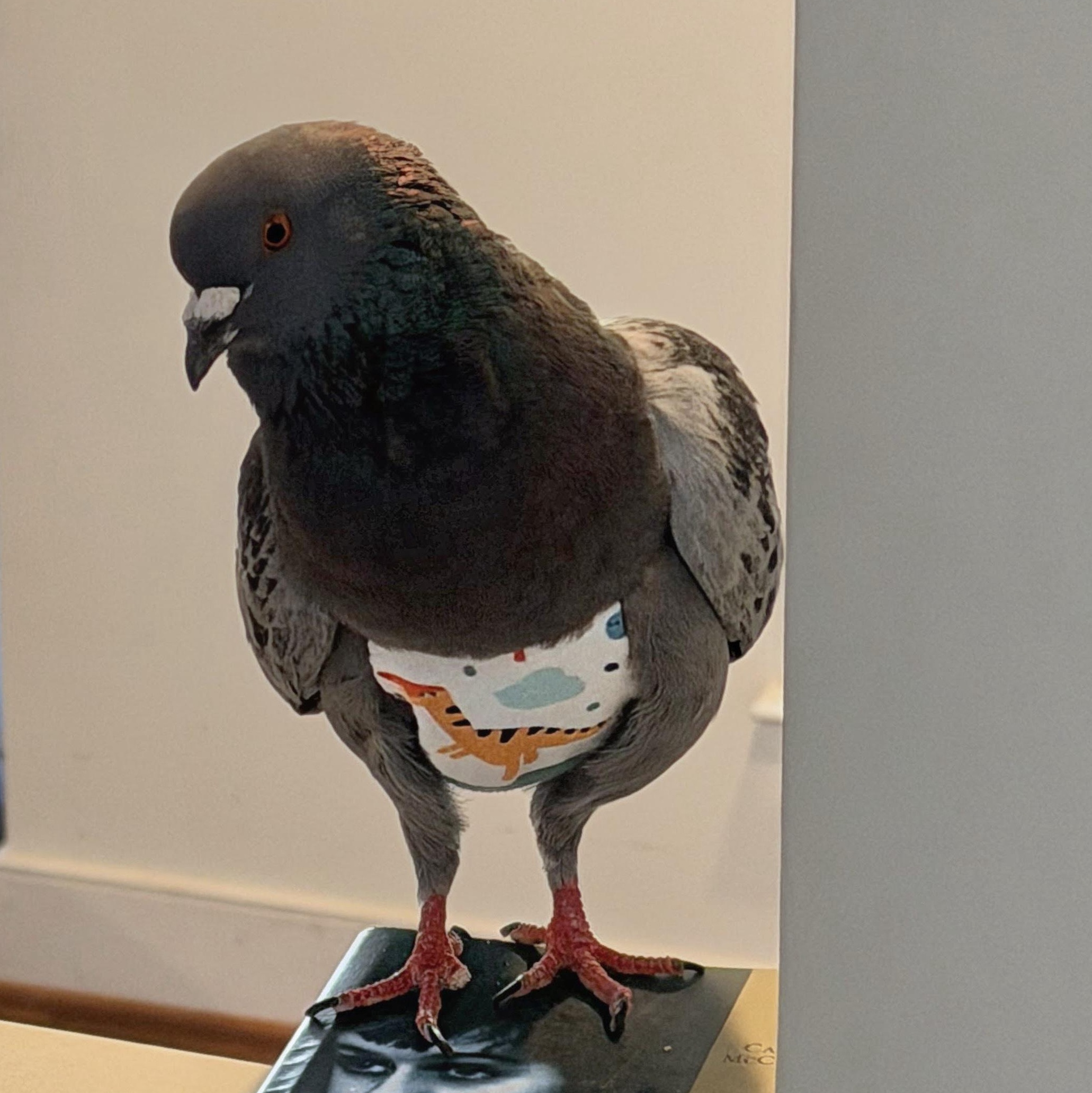 Blueberry, an adopted Pigeon in Chicago, IL image 2/5