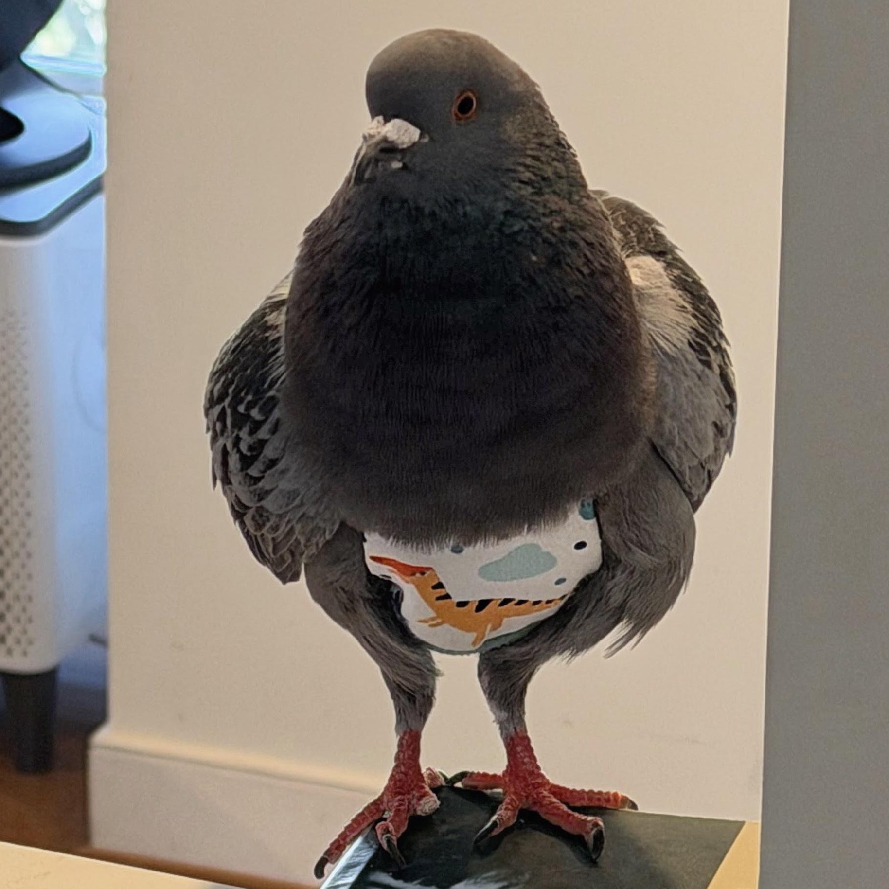 Blueberry, adopted, Adult Male Pigeon.