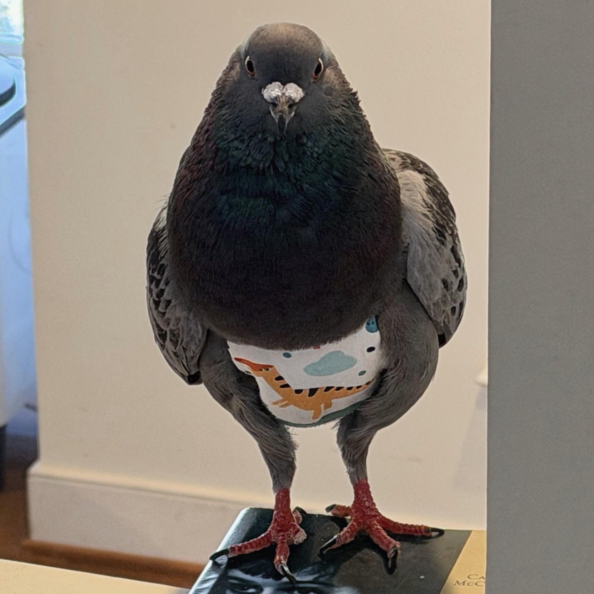 Blueberry, an adopted Pigeon in Chicago, IL image 4/5