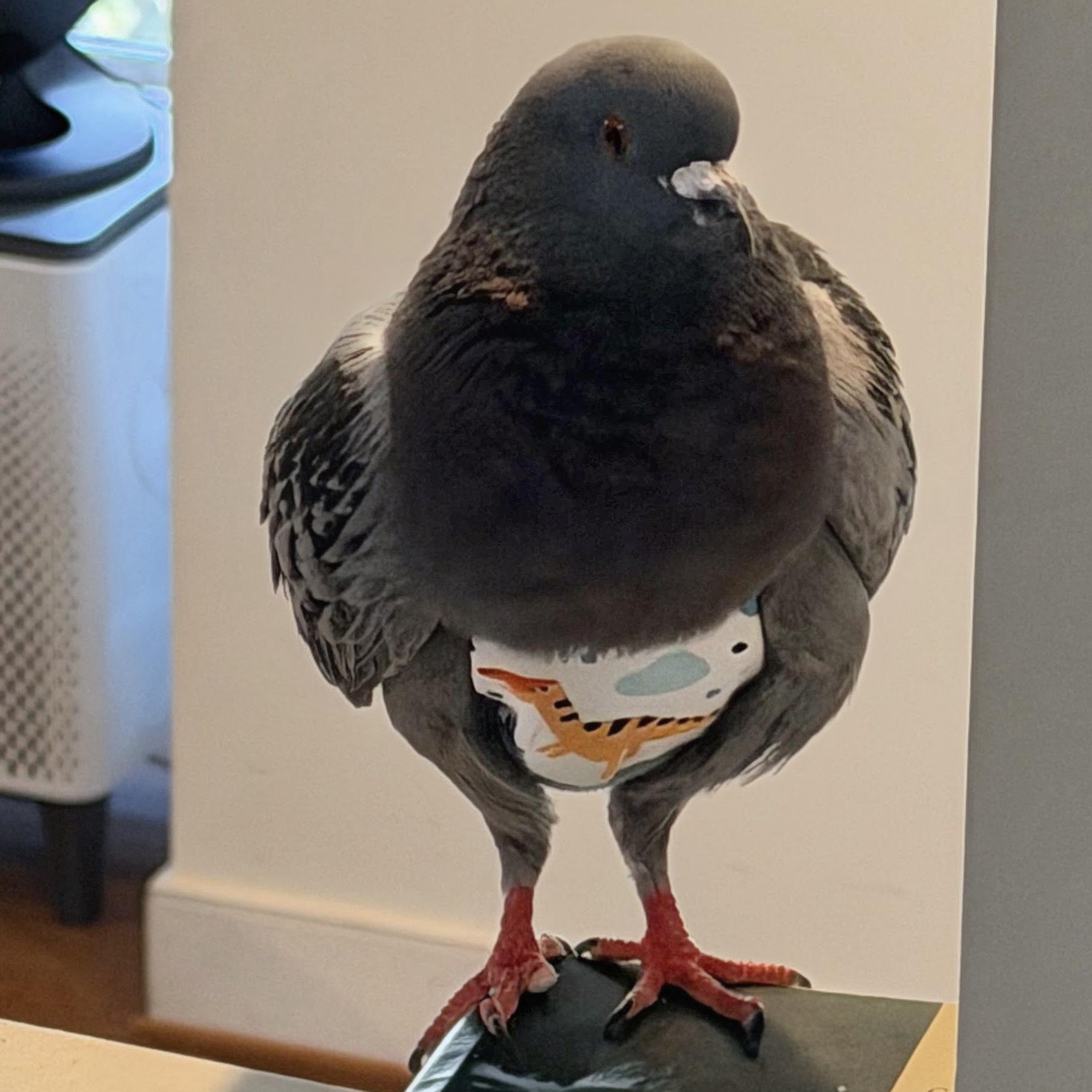 Blueberry, an adopted Pigeon in Chicago, IL image 5/5