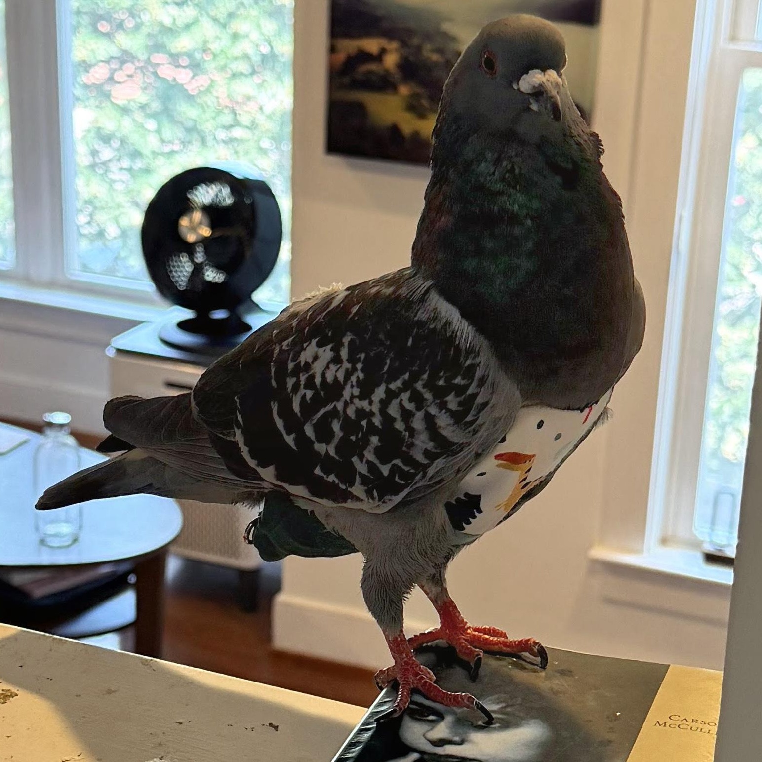 Blueberry, an adopted Pigeon in Chicago, IL image 3/5