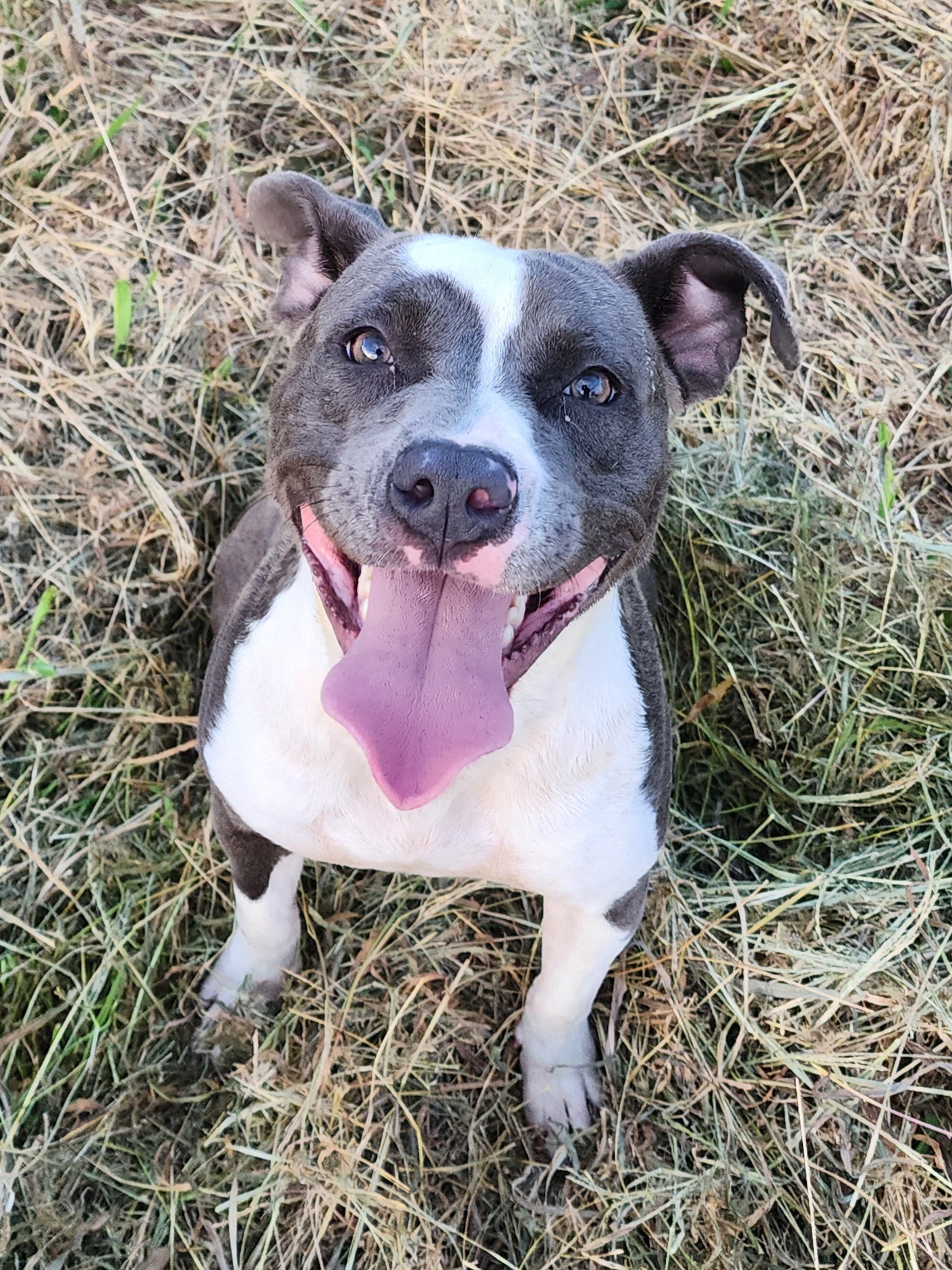 Graylea, Adopted, Young Female Pit Bull Terrier.