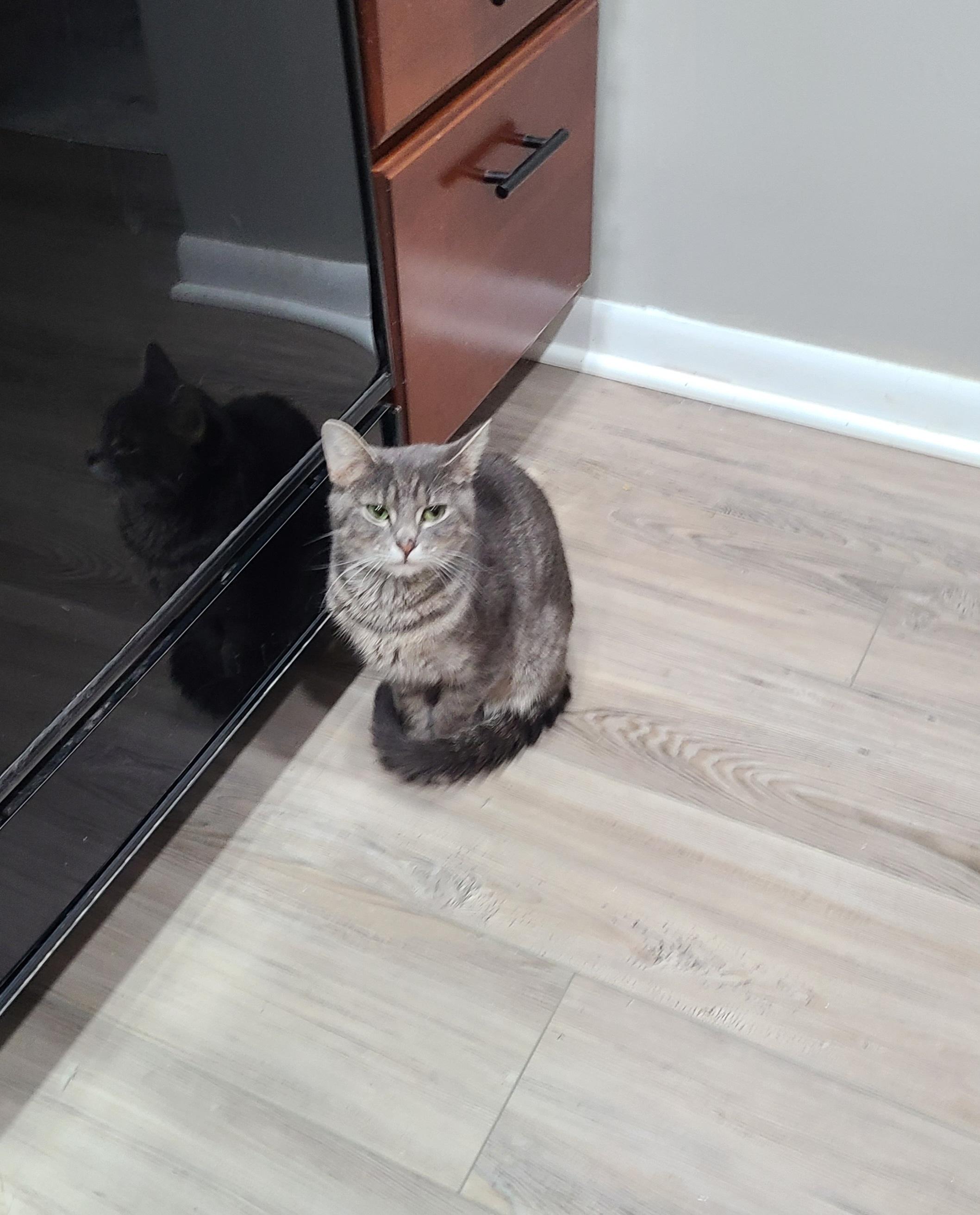 Enlarge Gidget, a Adoptable Domestic Short Hair in Lewis Center, OH image 1/4