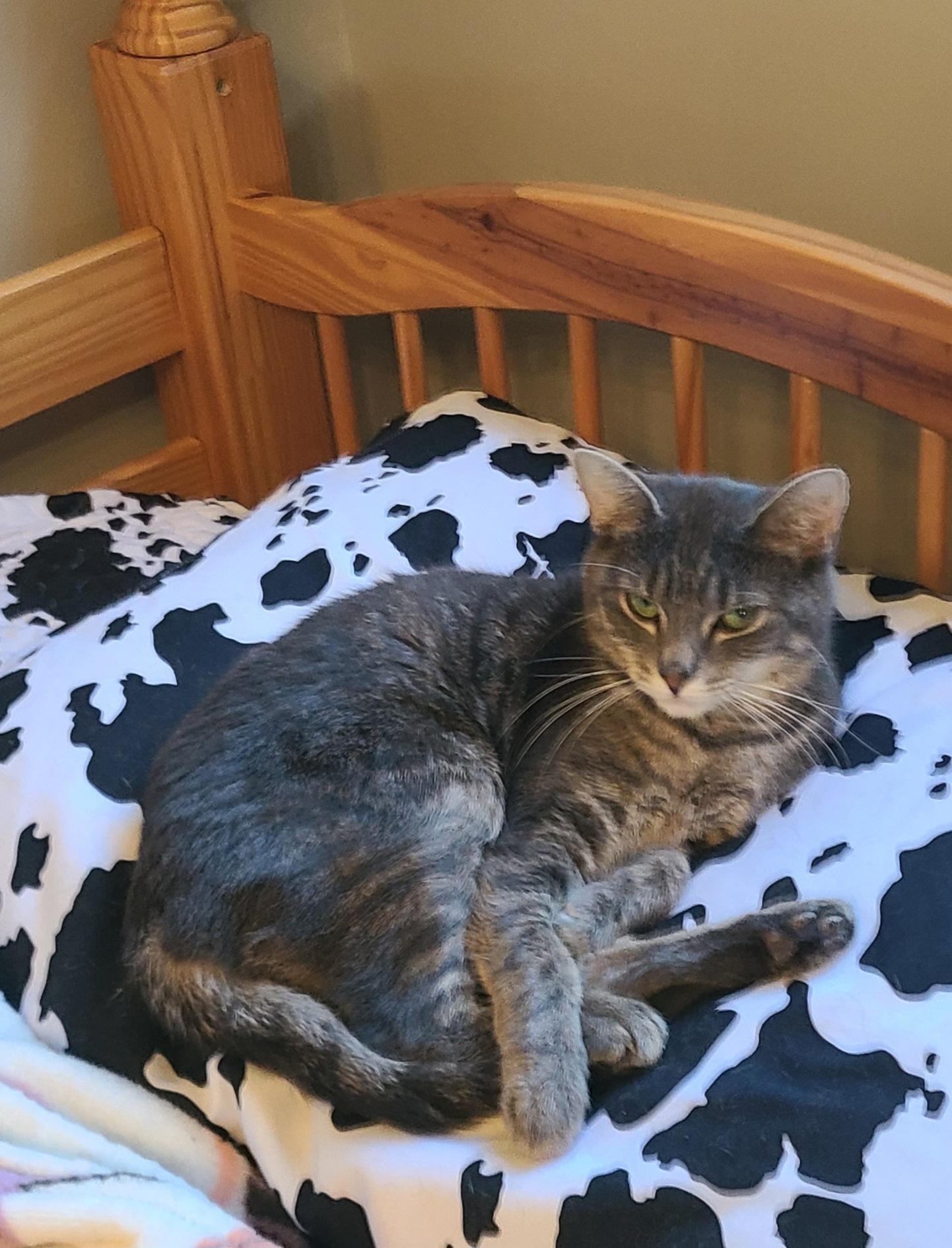 Enlarge Gidget, a Adoptable Domestic Short Hair in Lewis Center, OH image 3/4