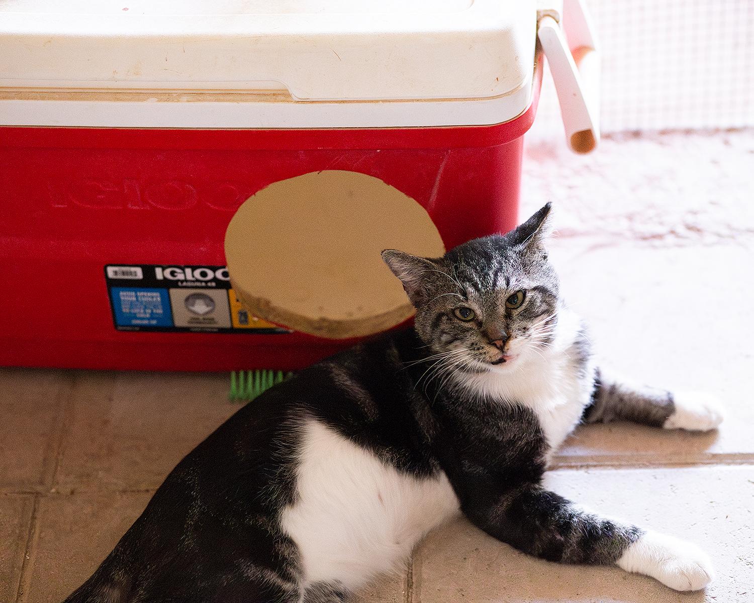 Enlarge Stephen, a Adoptable Domestic Short Hair in Marana, AZ image 2/2