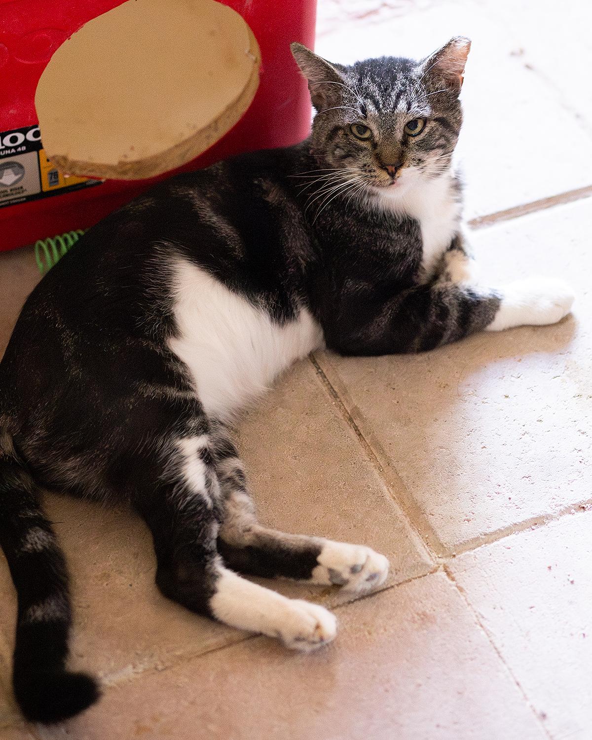 Stephen, Adoptable, Adult Male Domestic Short Hair.