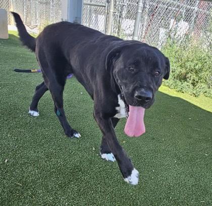Brandi, a Adoptable mixed breed in Edgewood, NM image 1/3