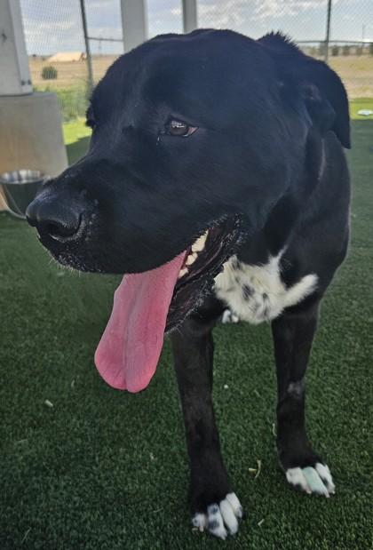 Brandi, a Adoptable mixed breed in Edgewood, NM image 2/3