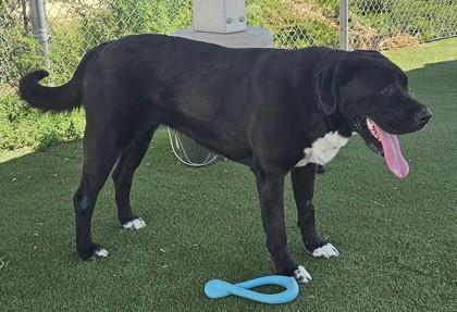 Brandi, a Adoptable mixed breed in Edgewood, NM image 3/3