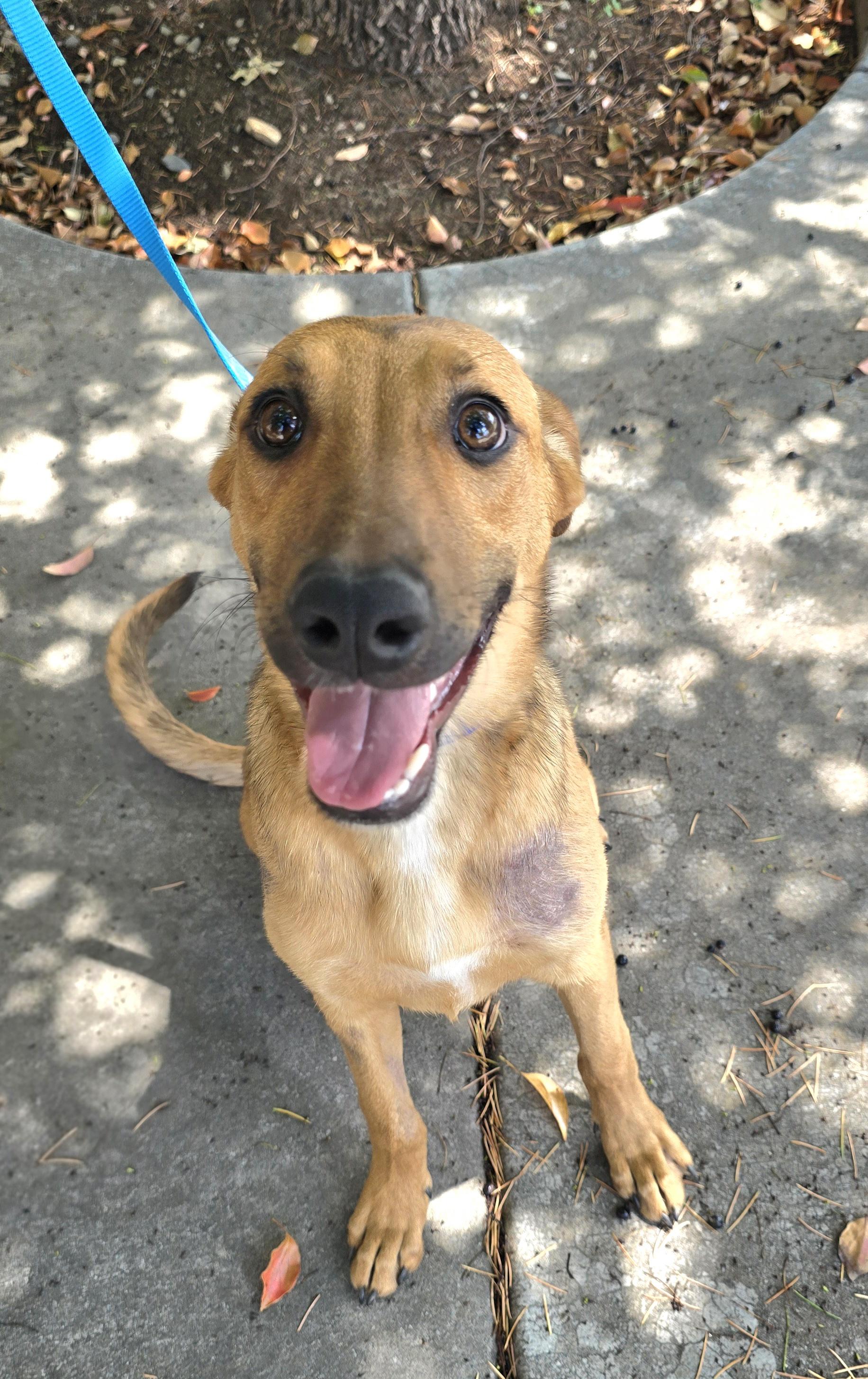 Enlarge Honey, a ADOPTABLE mixed breed in Cottonwood, CA image 2/2