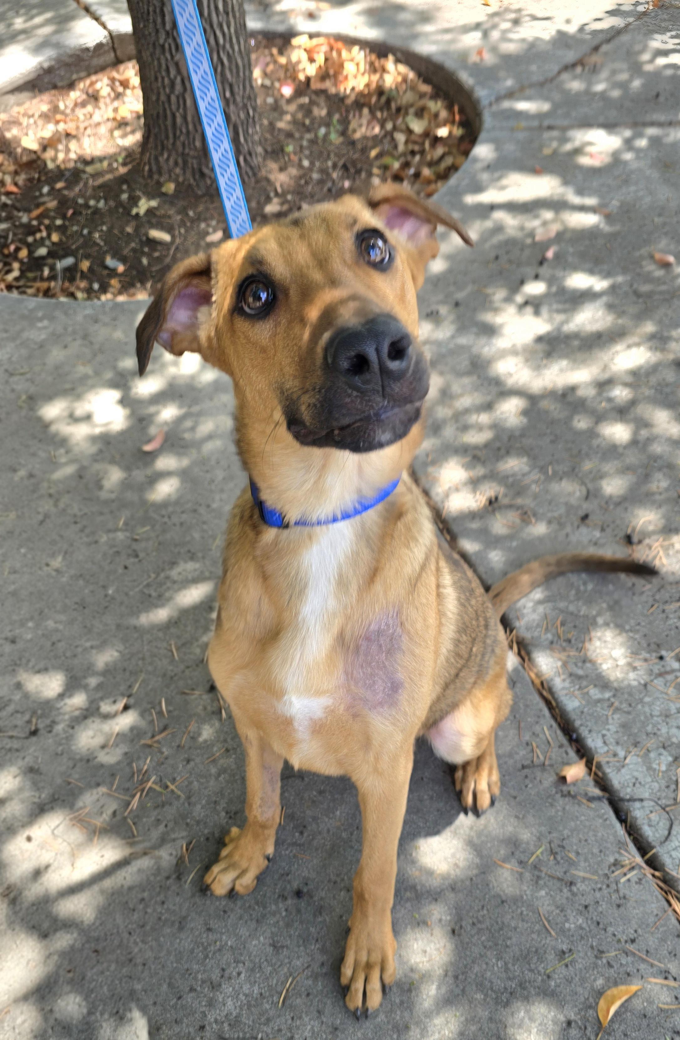 Enlarge Honey, a ADOPTABLE mixed breed in Cottonwood, CA image 1/2