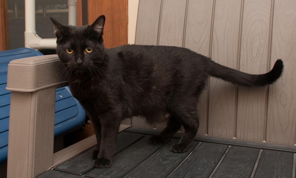 Enlarge Tulip (gets adopted with Daisy), a Adoptable Domestic Short Hair in Westminster, CO image 2/4