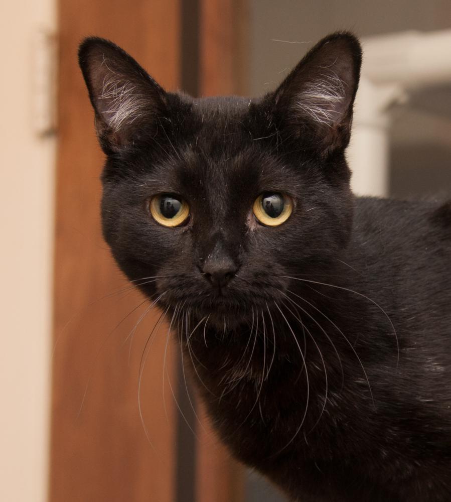 Tulip (gets adopted with Daisy), Adoptable, Young Female Domestic Short Hair.