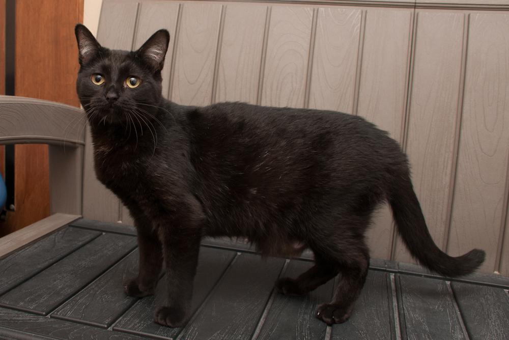 Enlarge Tulip (gets adopted with Daisy), a Adoptable Domestic Short Hair in Westminster, CO image 4/4