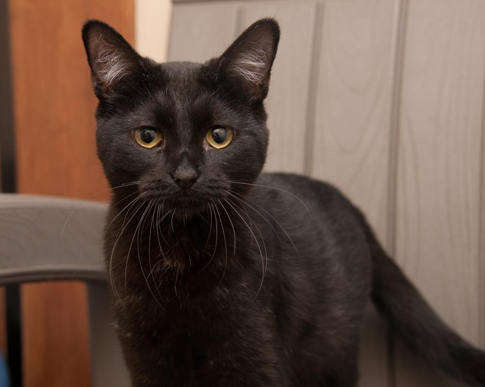 Enlarge Tulip (gets adopted with Daisy), a Adoptable Domestic Short Hair in Westminster, CO image 3/4