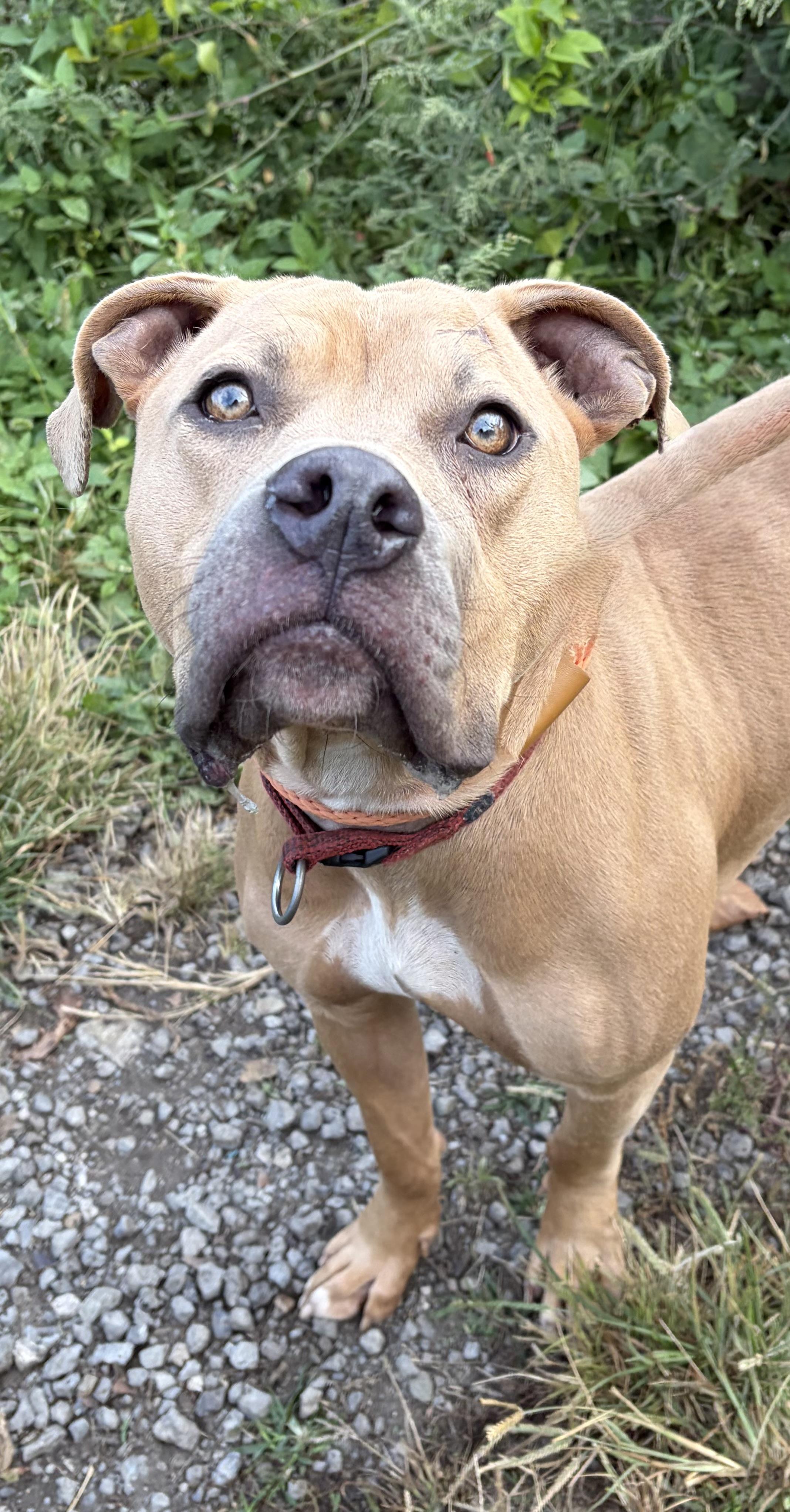 Enlarge Blair, a Adoptable Mixed Breed in McKeesport, PA image 4/6