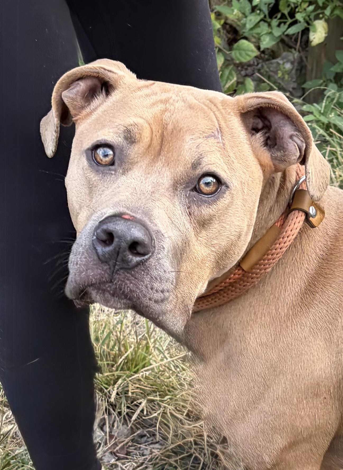 Blair, Adoptable, Young Female Mixed Breed.