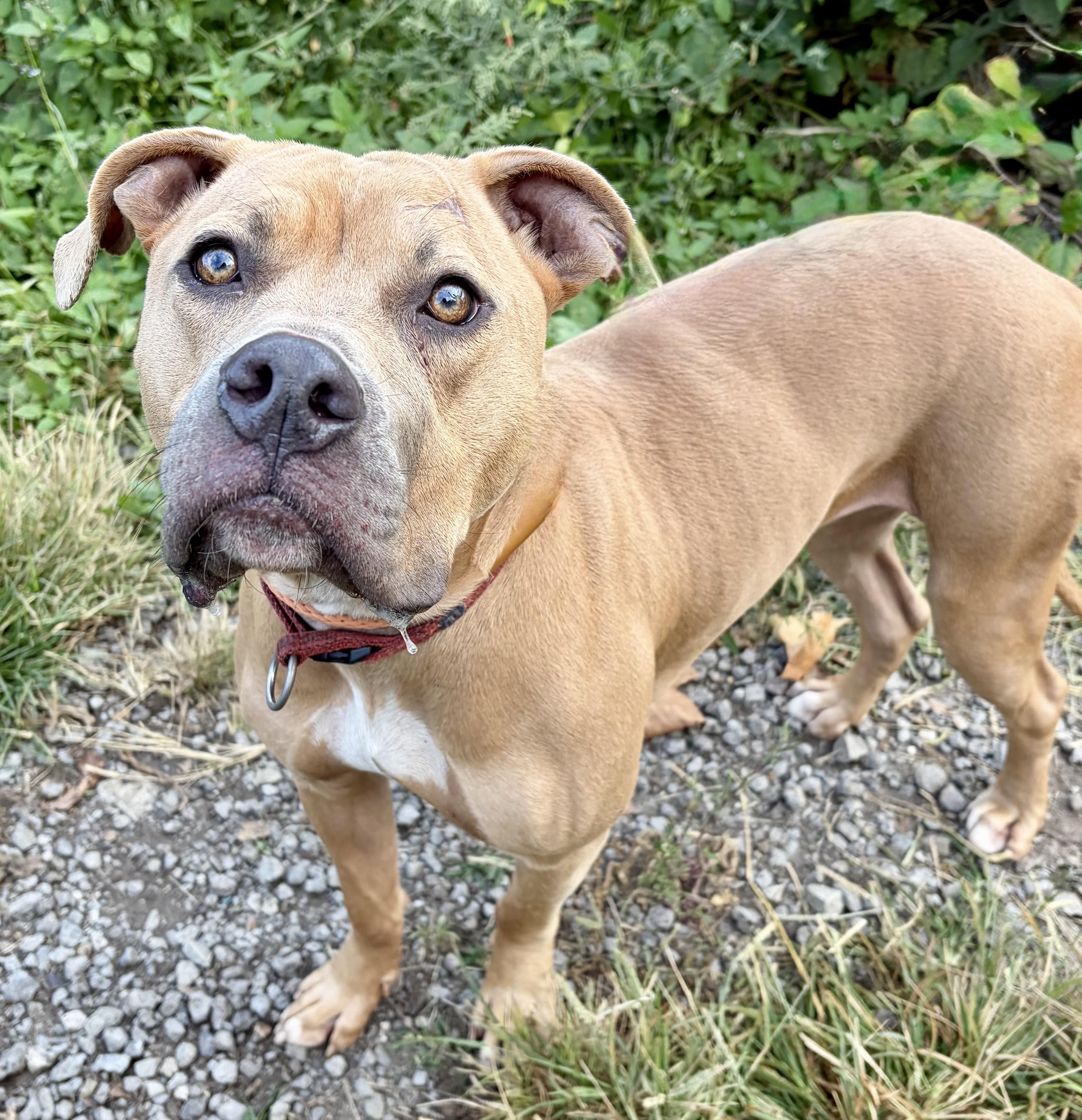 Enlarge Blair, a Adoptable Mixed Breed in McKeesport, PA image 5/6
