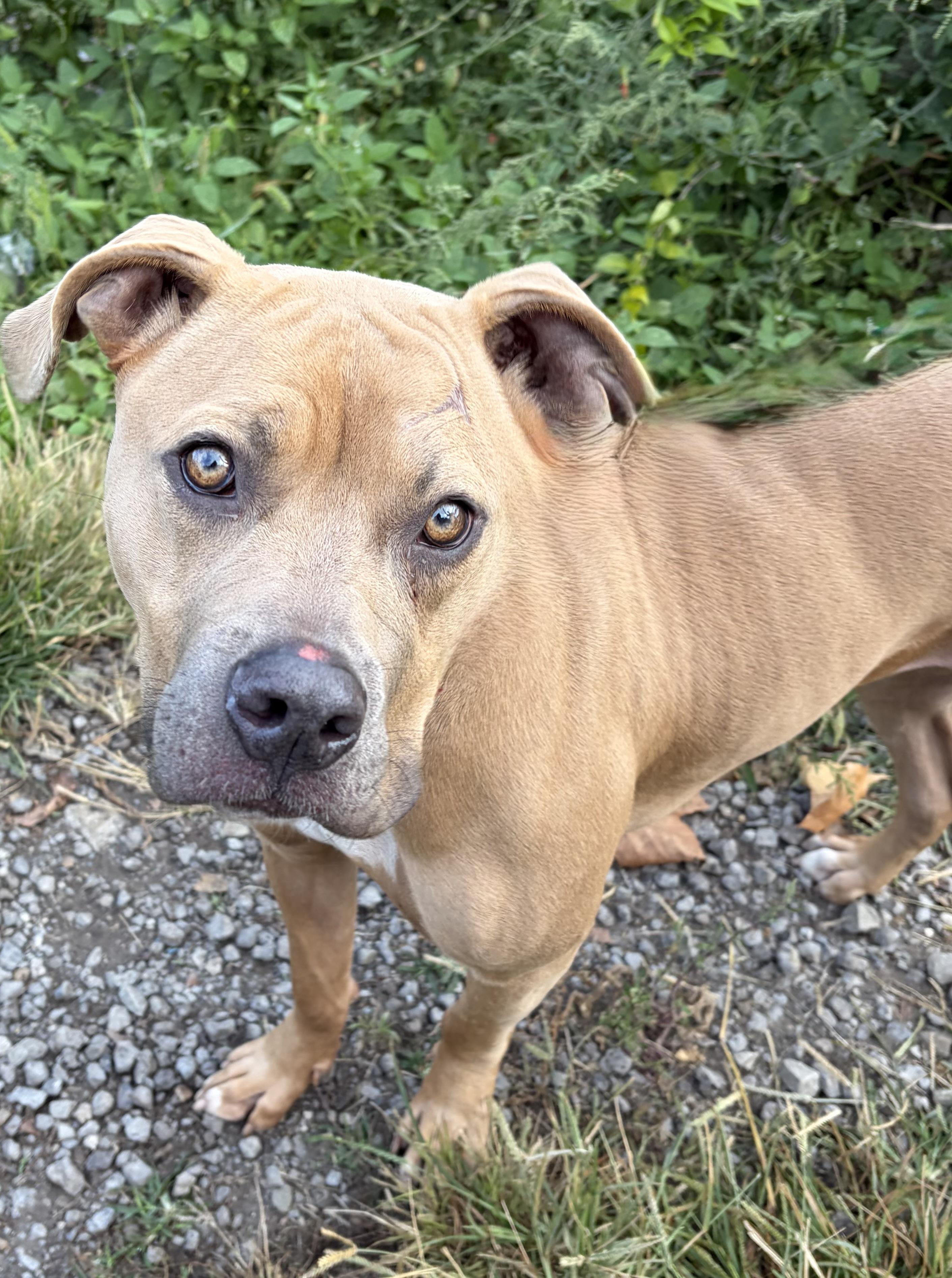 Enlarge Blair, a Adoptable Mixed Breed in McKeesport, PA image 3/6