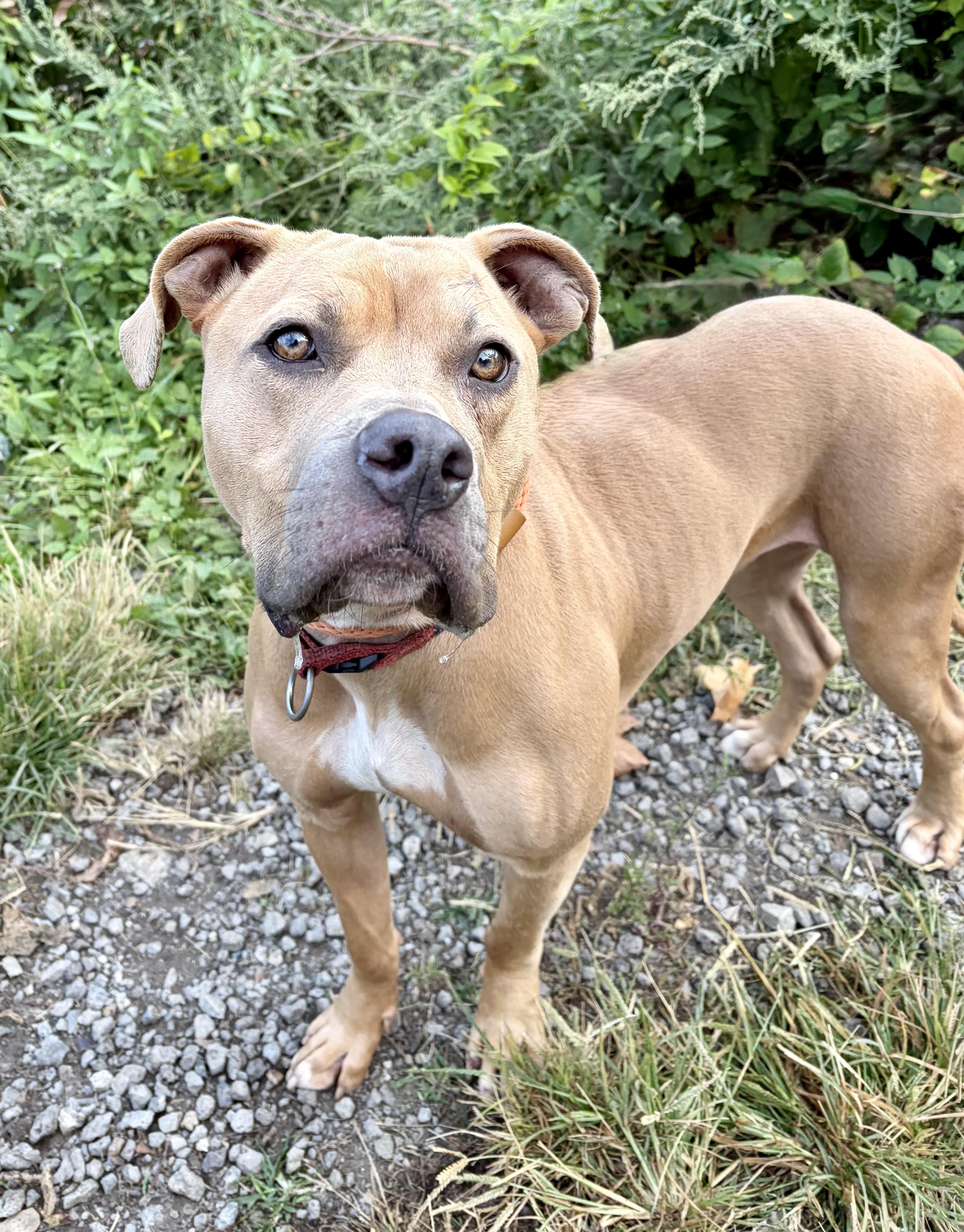 Enlarge Blair, a Adoptable Mixed Breed in McKeesport, PA image 6/6