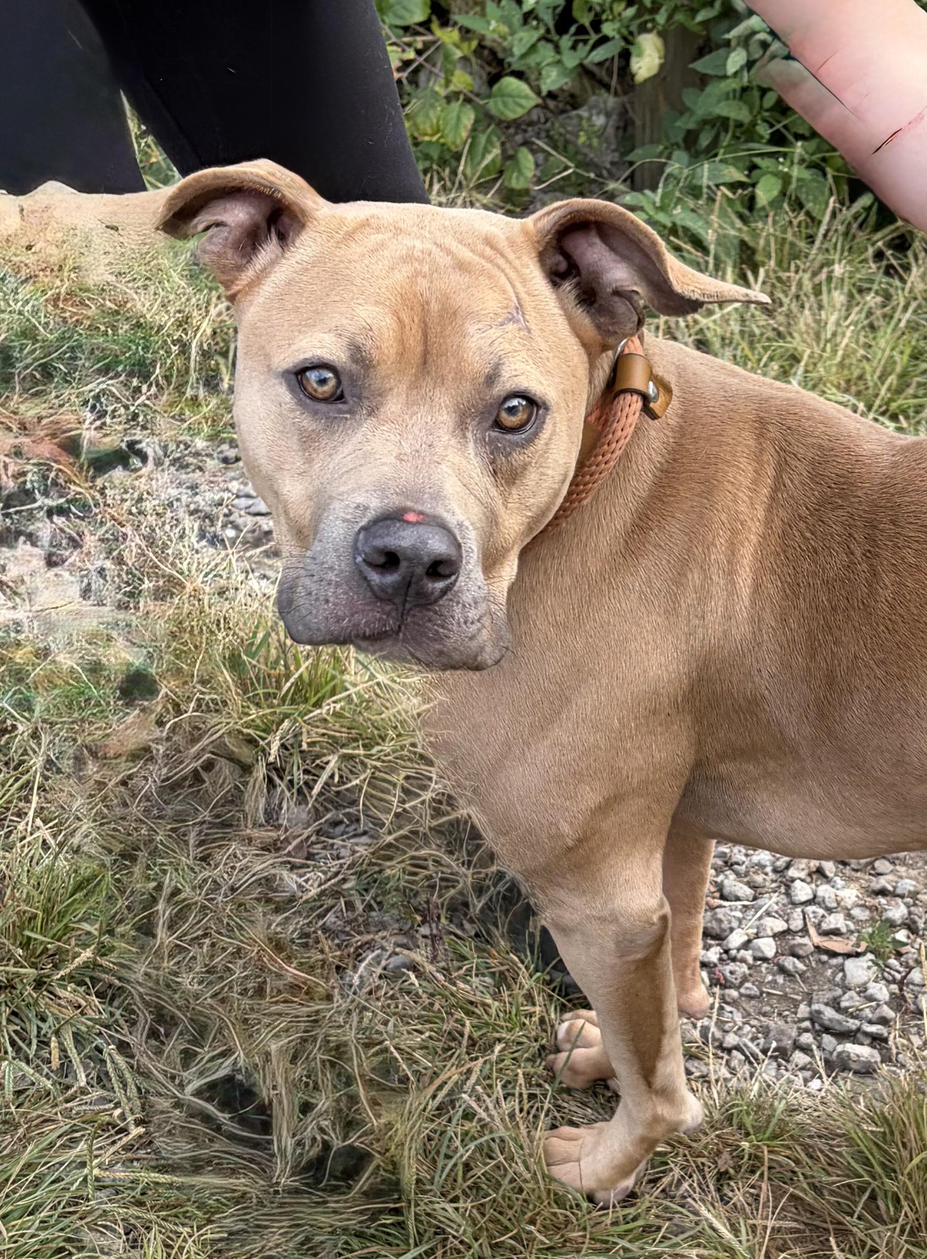 Enlarge Blair, a Adoptable Mixed Breed in McKeesport, PA image 2/6