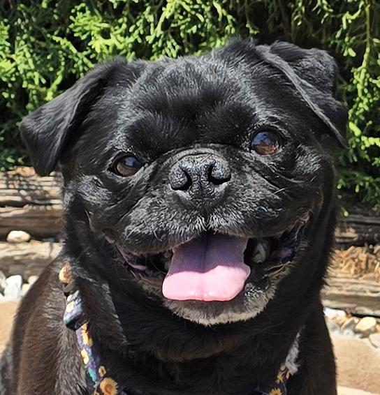 Enlarge Precious Lil Ms Piggy - LAP DOG Extraordinaire, a Adoptable Pug in Albuquerque, NM image 1/3