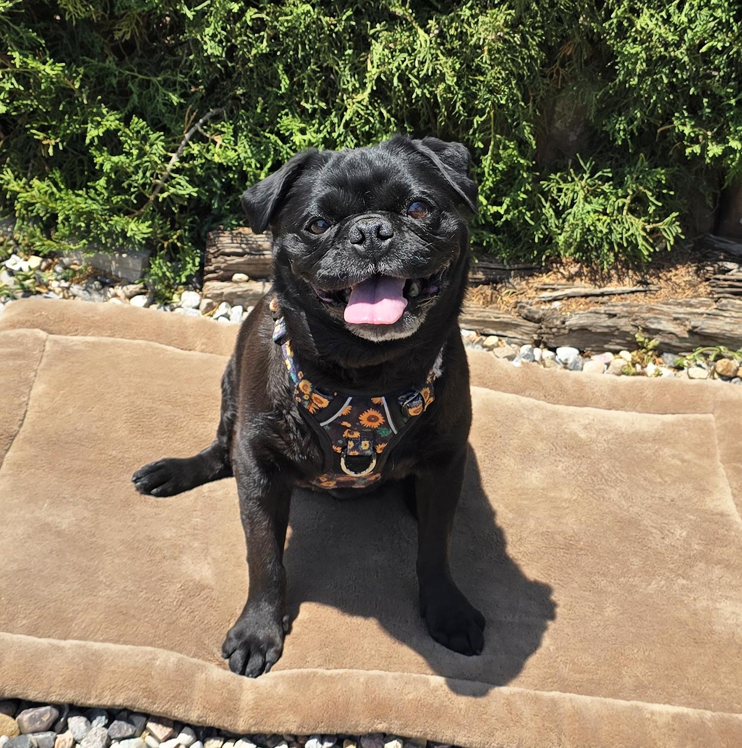 Enlarge Precious Lil Ms Piggy - LAP DOG Extraordinaire, a Adoptable Pug in Albuquerque, NM image 3/3