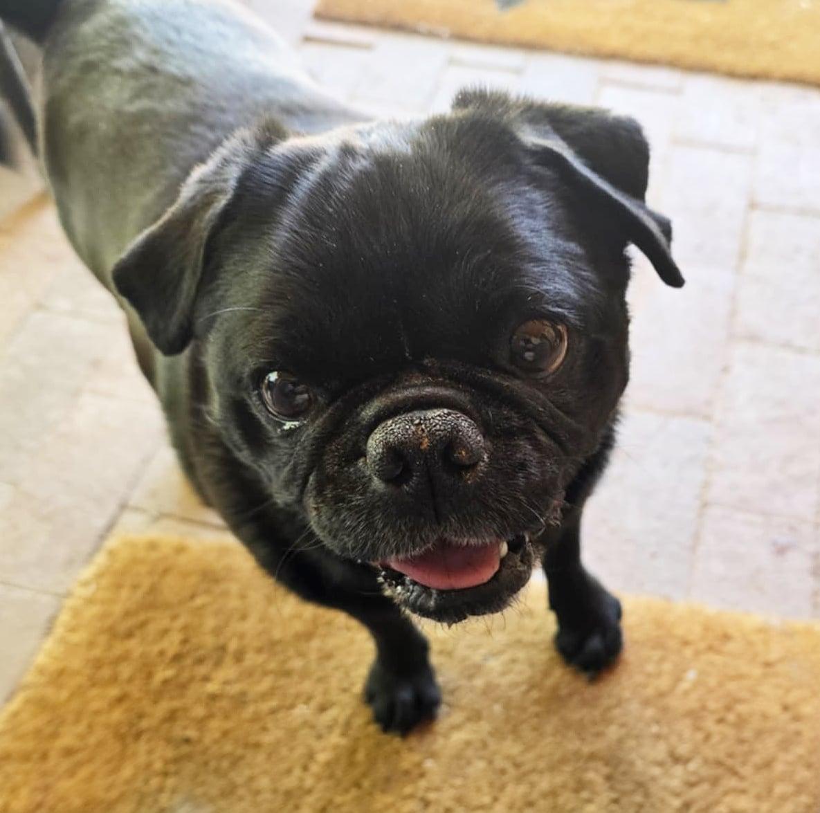 Enlarge Precious Lil Ms Piggy - LAP DOG Extraordinaire, a Adoptable Pug in Albuquerque, NM image 2/3