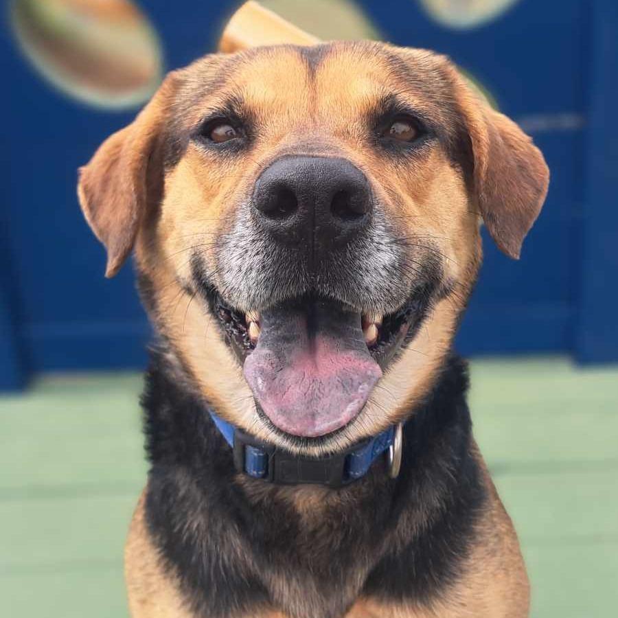 Blue, Adoptable, Adult Female Mixed Breed.