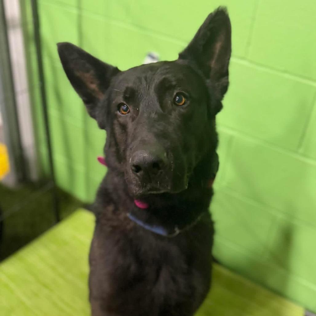 Revan, Adoptable, Adult Male German Shepherd Dog.