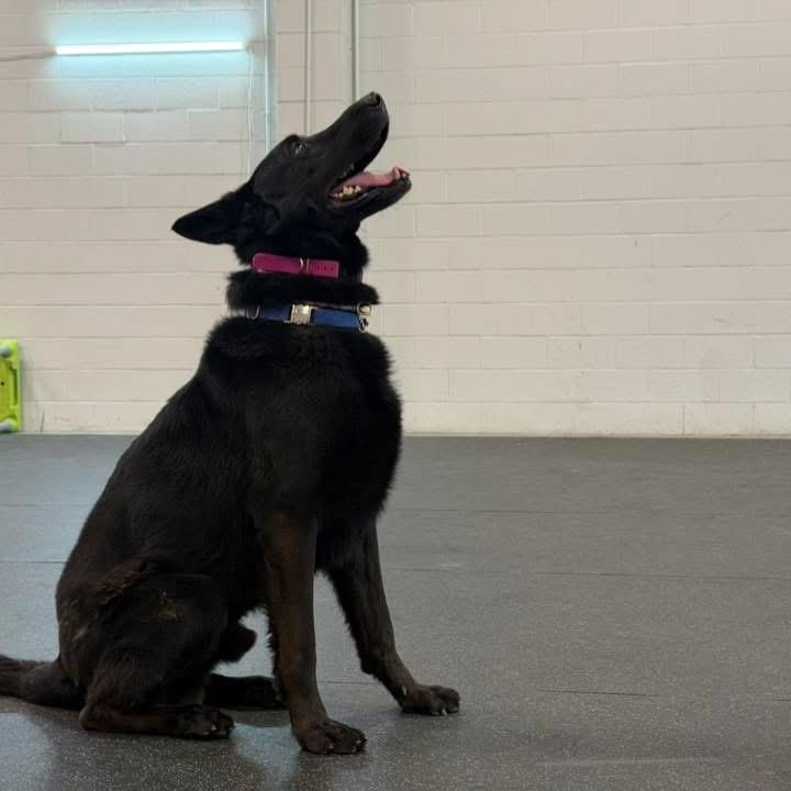 Revan, a Adoptable German Shepherd Dog in Bellingham, WA image 2/2
