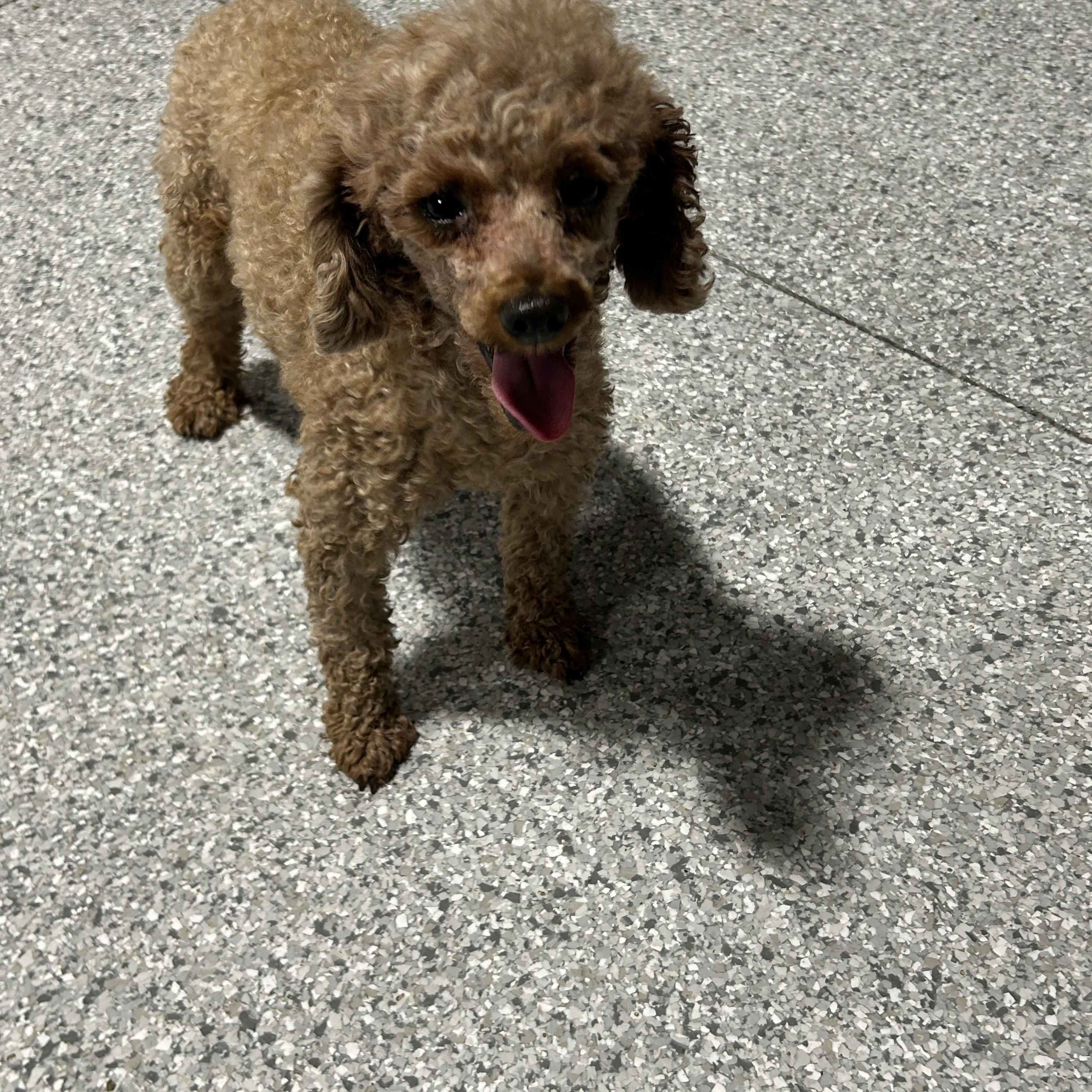 Cranberry 8.4 lbs, Adoptable, Adult Female Miniature Poodle.