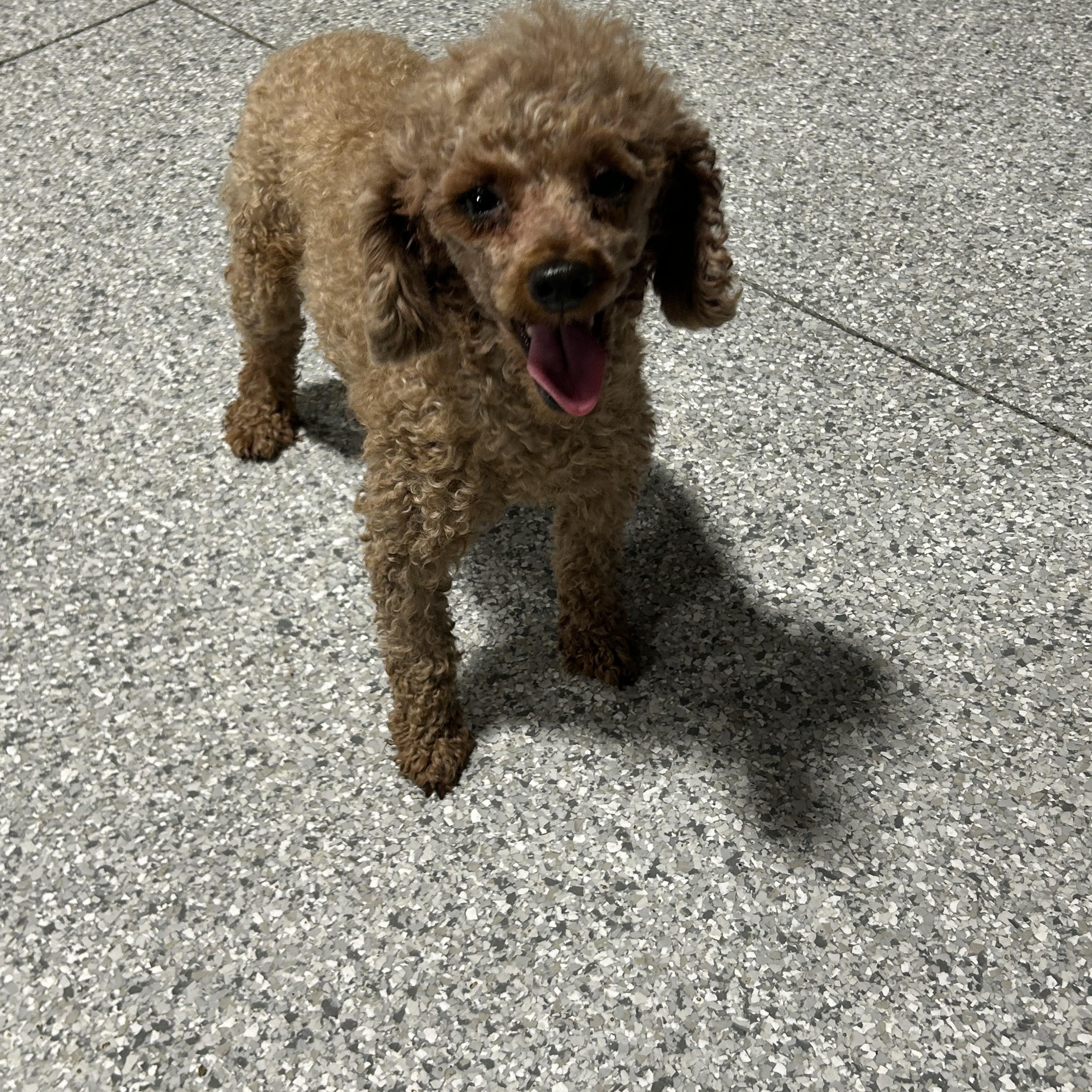Enlarge Cranberry 8.4 lbs, a Adoptable Miniature Poodle in Antwerp, OH image 3/5