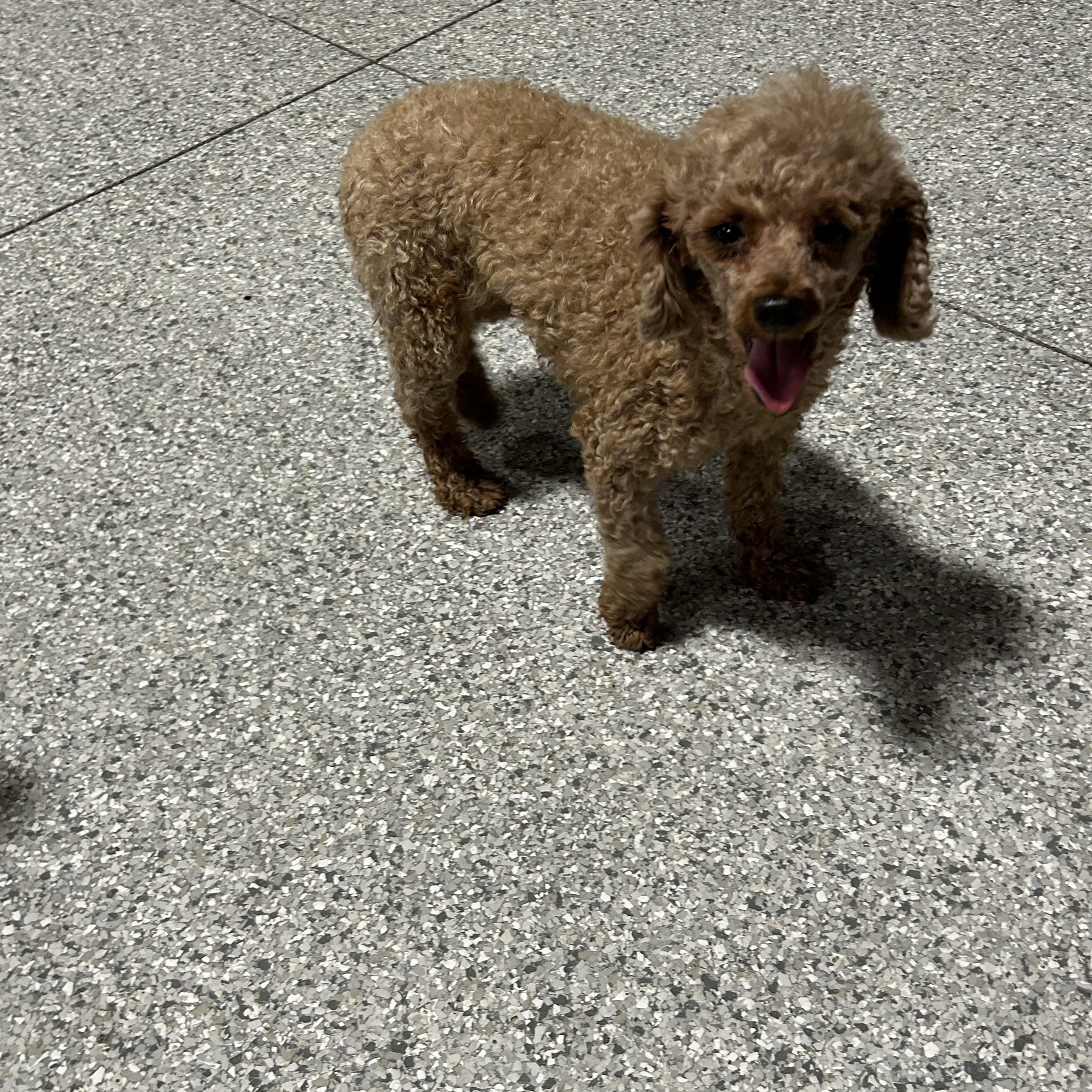 Enlarge Cranberry 8.4 lbs, a Adoptable Miniature Poodle in Antwerp, OH image 2/5