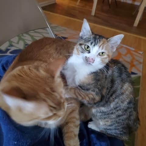 Enlarge Isabella, a ADOPTABLE mixed breed in Gladstone, OR image 6/6