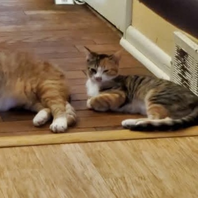 Enlarge Isabella, a ADOPTABLE mixed breed in Gladstone, OR image 5/6