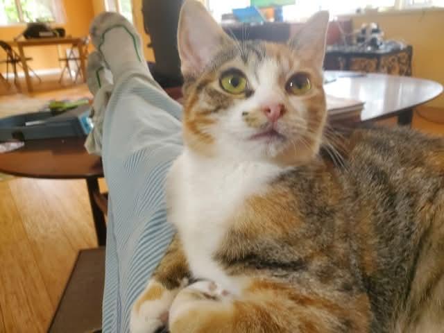 Enlarge Isabella, a ADOPTABLE mixed breed in Gladstone, OR image 3/6