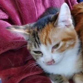 Enlarge Isabella, a ADOPTABLE mixed breed in Gladstone, OR image 2/6