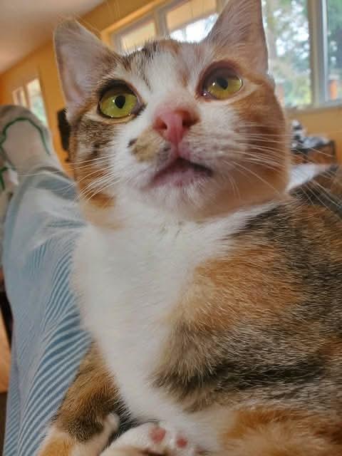 Enlarge Isabella, a ADOPTABLE mixed breed in Gladstone, OR image 4/6