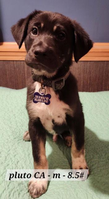 Pluto CA, Adoptable, Puppy Male Shepherd.