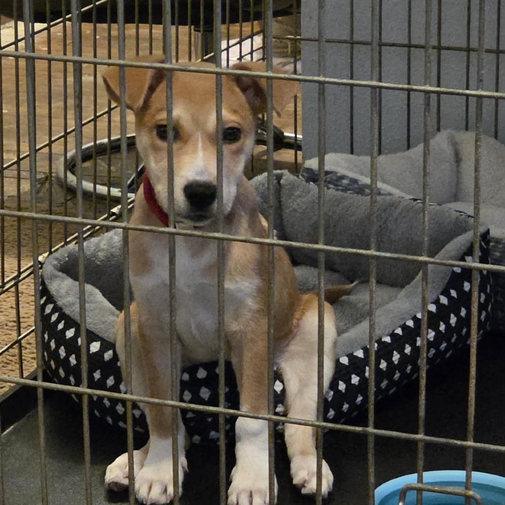 Tinsel, a Adoptable Mixed Breed in Tomah, WI image 1/4