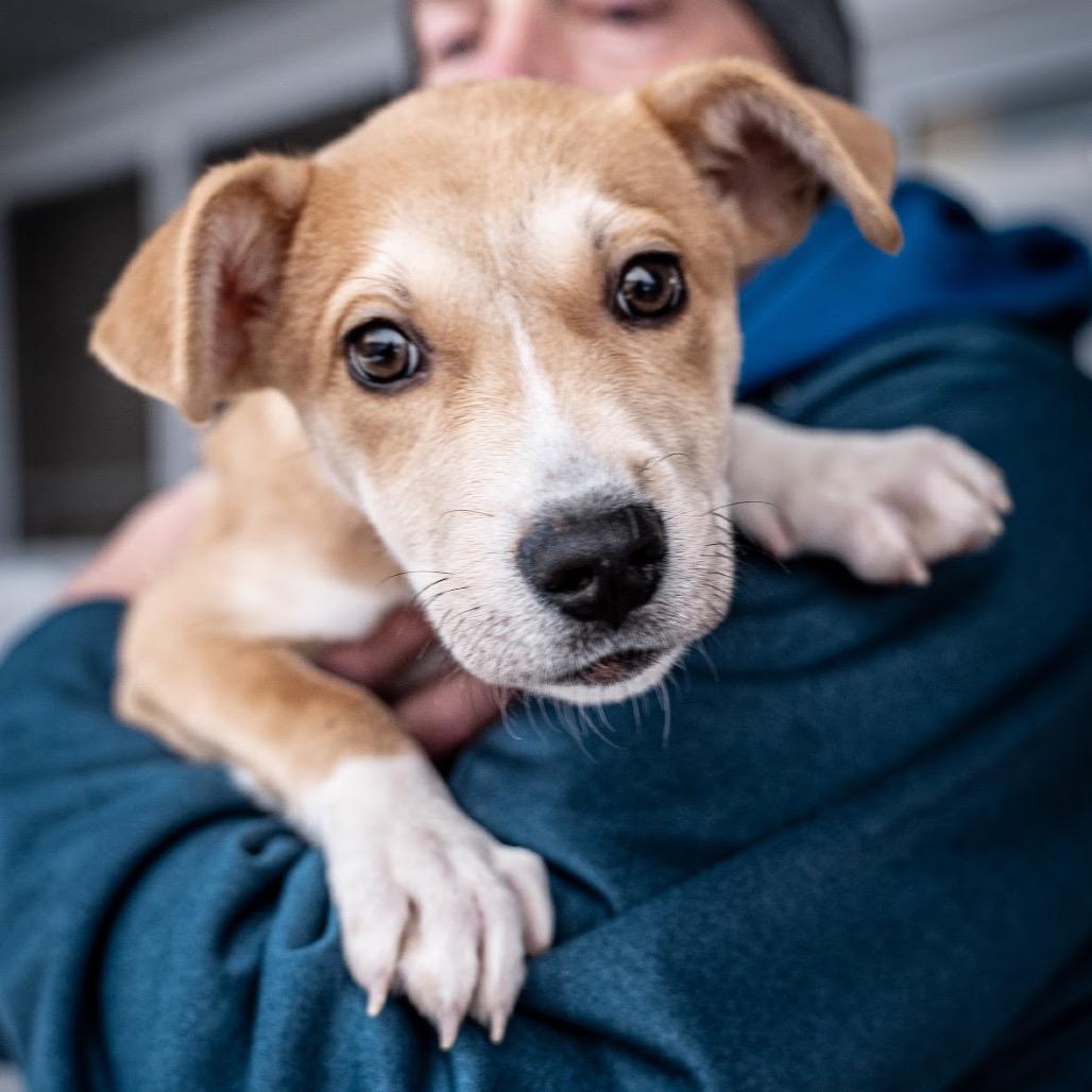 Tinsel, a Adoptable Mixed Breed in Tomah, WI image 2/4