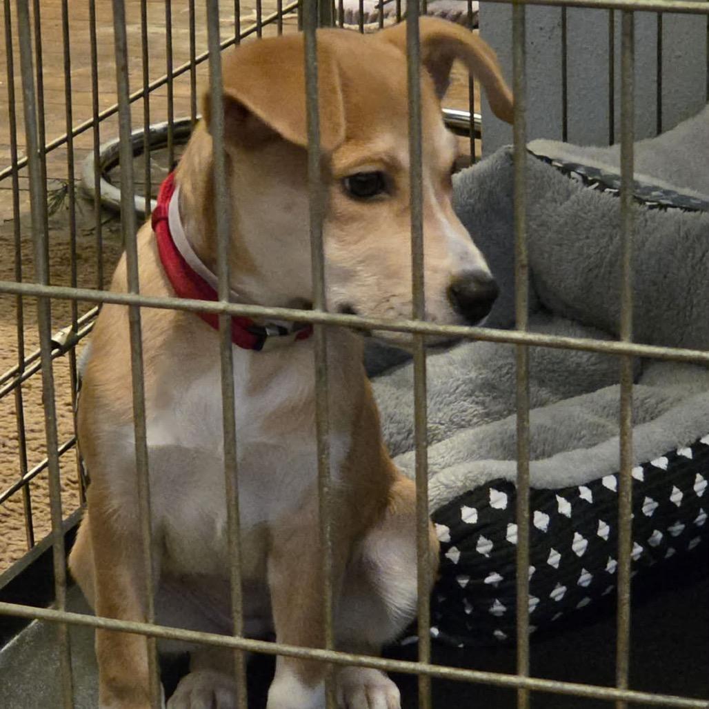 Tinsel, a Adoptable Mixed Breed in Tomah, WI image 3/4