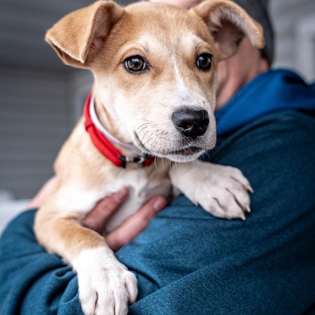 Tinsel, a Adoptable Mixed Breed in Tomah, WI image 4/4