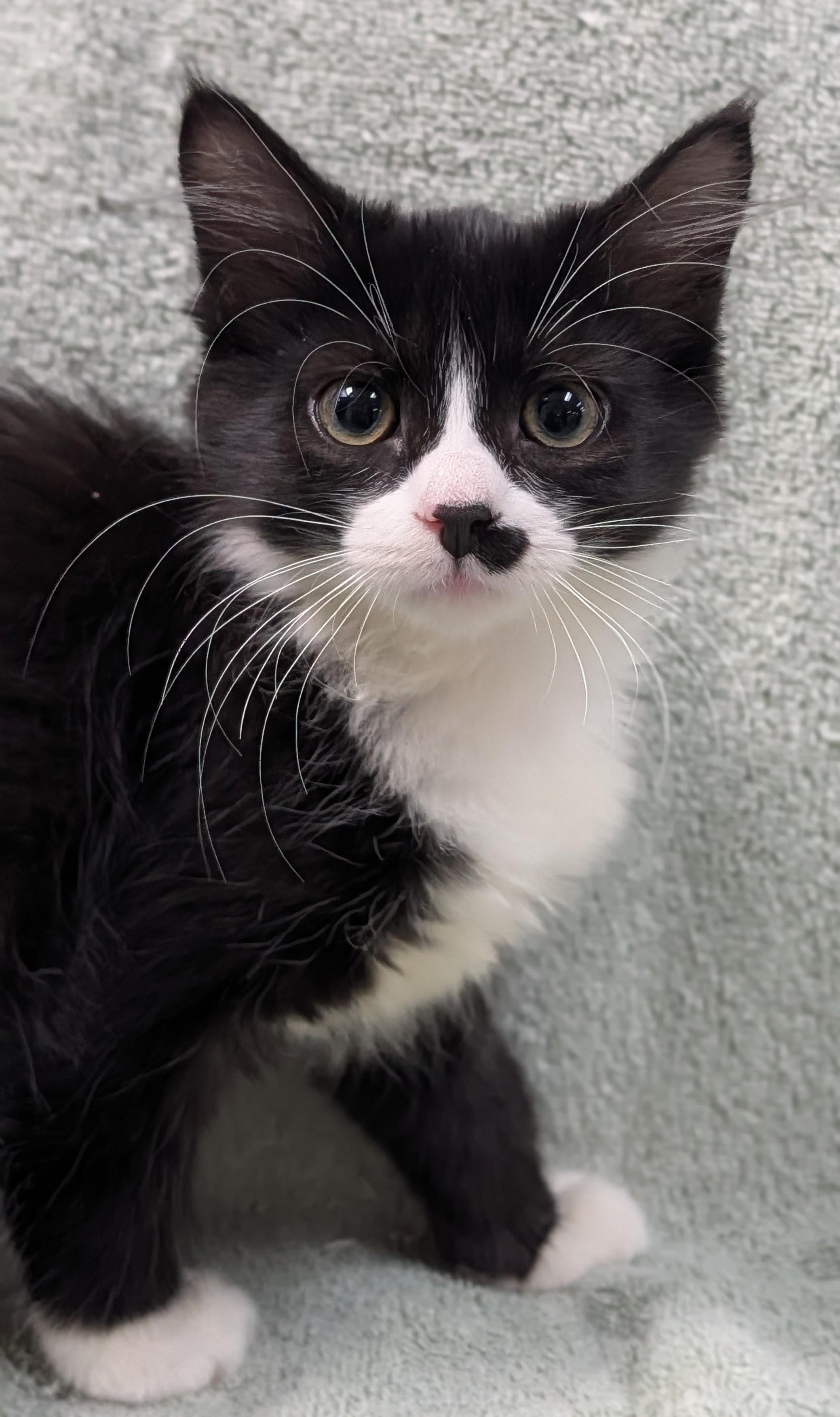 Enlarge Faith, an adopted Domestic Medium Hair in Decatur, IL image 1/1