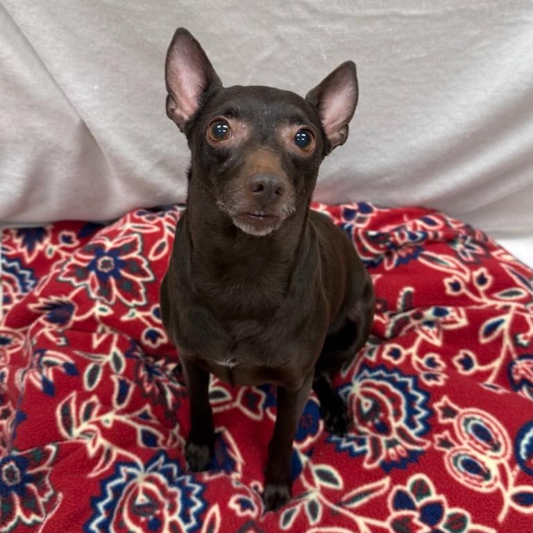 Enlarge Paisley, an adopted mixed breed in Greensburg, PA image 2/3